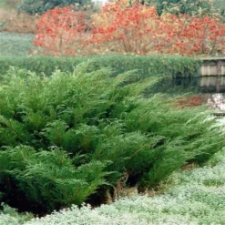 Sevenboom (Juniperus Sabina) -Aanbiedingen Tuin Verrassing Winkel juniperus sabina