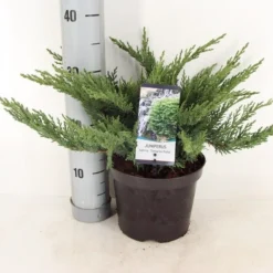 Sevenboom (Juniperus Sabina 'Tamariscifolia') -Aanbiedingen Tuin Verrassing Winkel juniperus sabina tamariscifolia zomer c3 m