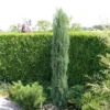 Jeneverbes (Juniperus Scopulorum 'Skyrocket')