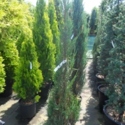 Jeneverbes (Juniperus Scopulorum 'Skyrocket') -Aanbiedingen Tuin Verrassing Winkel juniperus scopulorum skyrocket 125 150
