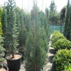 Jeneverbes (Juniperus Scopulorum 'Skyrocket') -Aanbiedingen Tuin Verrassing Winkel juniperus scopulorum skyrocket 150 175 1
