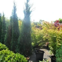 Jeneverbes (Juniperus Scopulorum 'Skyrocket') -Aanbiedingen Tuin Verrassing Winkel juniperus scopulorum skyrocket 250 300 1