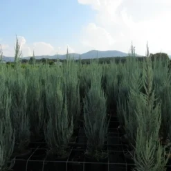 Jeneverbes (Juniperus Scopulorum 'Skyrocket') -Aanbiedingen Tuin Verrassing Winkel juniperus skyrocket