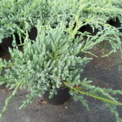 Jeneverbes (Juniperus Squamata 'Blue Carpet') -Aanbiedingen Tuin Verrassing Winkel juniperus squamata blue carpet 1