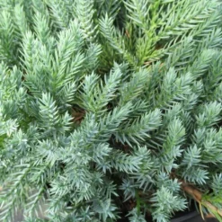 Jeneverbes (Juniperus Squamata 'Blue Carpet')