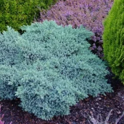 Jeneverbes (Juniperus Squamata 'Blue Star') -Aanbiedingen Tuin Verrassing Winkel juniperus squamata blue star