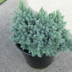 Jeneverbes (Juniperus Squamata 'Blue Star') -Aanbiedingen Tuin Verrassing Winkel juniperus squamata blue star 1