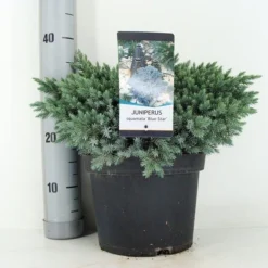 Jeneverbes (Juniperus Squamata 'Blue Star') -Aanbiedingen Tuin Verrassing Winkel juniperus squamata blue star c5 m 1