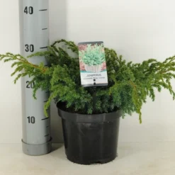 Jeneverbes (Juniperus Squamata 'Blue Swede')