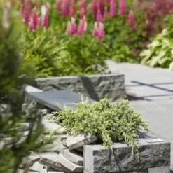 Jeneverbes (Juniperus Squamata 'Holger') -Aanbiedingen Tuin Verrassing Winkel juniperus squamata holger