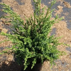 Jeneverbes (Juniperus Squamata 'Meyeri') -Aanbiedingen Tuin Verrassing Winkel juniperus squamata meyeri