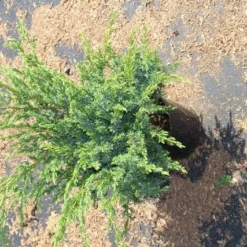 Jeneverbes (Juniperus Squamata 'Meyeri') -Aanbiedingen Tuin Verrassing Winkel juniperus squamata meyeri 2 1