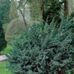 Jeneverbes (Juniperus Squamata 'Meyeri') -Aanbiedingen Tuin Verrassing Winkel juniperus squamata meyeri 1 1