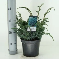 Jeneverbes (Juniperus Squamata 'Meyeri') -Aanbiedingen Tuin Verrassing Winkel juniperus squamata meyeri c3 m 1