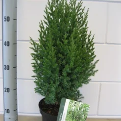 Jeneverbes (Juniperus Chinensis 'Stricta') -Aanbiedingen Tuin Verrassing Winkel juniperus stricta c3 november 1