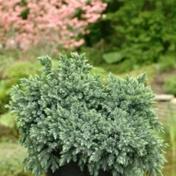 Jeneverbes (Juniperus Squamata 'Blue Star') -Aanbiedingen Tuin Verrassing Winkel jusbstar 2 1