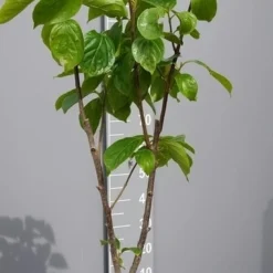 Kaki (Diospyros Kaki) -Aanbiedingen Tuin Verrassing Winkel kakihalfstam02