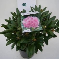 Dwergrhododendron (Rhododendron 'Kalinka') -Aanbiedingen Tuin Verrassing Winkel kalinka c4 zij