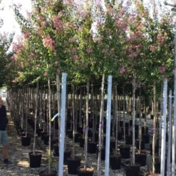 Roze Lagerstroemia Als Boom (Lagerstroemia Indica) -Aanbiedingen Tuin Verrassing Winkel lagerstreomia rosea 6 8 1