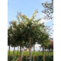 Witte Lagerstroemia Als Boom (Lagerstroemia Indica) -Aanbiedingen Tuin Verrassing Winkel lagerstroemia indica boom wit01