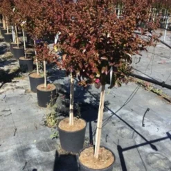 Lagerstroemia Als Halfstam (Lagerstroemia Indica 'Berry Dazzle') -Aanbiedingen Tuin Verrassing Winkel lagerstroemia black dazzle halfstam