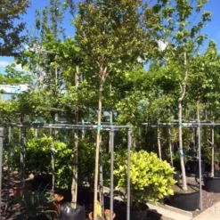 Roze Lagerstroemia Als Boom (Lagerstroemia Indica) -Aanbiedingen Tuin Verrassing Winkel lagerstroemia indica 10 12ho