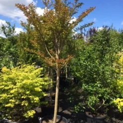 Roze Lagerstroemia Als Boom (Lagerstroemia Indica) -Aanbiedingen Tuin Verrassing Winkel lagerstroemia indica halfstam 14 16