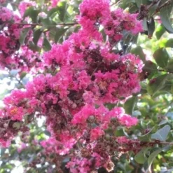 Roze Lagerstroemia Als Boom (Lagerstroemia Indica) -Aanbiedingen Tuin Verrassing Winkel lagerstroemia indica roze 10
