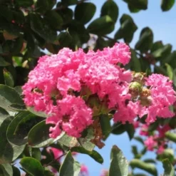 Roze Lagerstroemia Als Boom (Lagerstroemia Indica) -Aanbiedingen Tuin Verrassing Winkel lagerstroemia indica roze 3