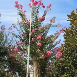 Roze Lagerstroemia Als Boom (Lagerstroemia Indica) -Aanbiedingen Tuin Verrassing Winkel lagerstroemia indica roze 4