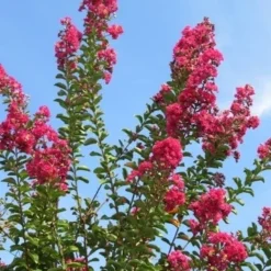 Roze Lagerstroemia Als Boom (Lagerstroemia Indica) -Aanbiedingen Tuin Verrassing Winkel lagerstroemia indica roze 5