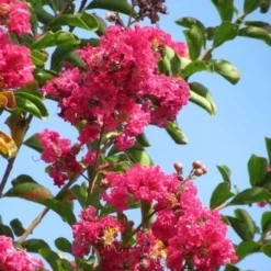 Roze Lagerstroemia Als Boom (Lagerstroemia Indica) -Aanbiedingen Tuin Verrassing Winkel lagerstroemia indica roze 6