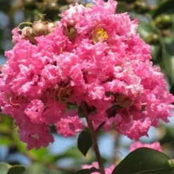Roze Lagerstroemia Als Boom (Lagerstroemia Indica) -Aanbiedingen Tuin Verrassing Winkel lagerstroemia indica roze 7