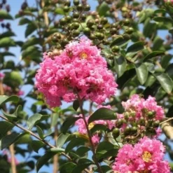 Roze Lagerstroemia Als Boom (Lagerstroemia Indica) -Aanbiedingen Tuin Verrassing Winkel lagerstroemia indica roze 8