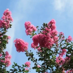 Roze Lagerstroemia Als Boom (Lagerstroemia Indica) -Aanbiedingen Tuin Verrassing Winkel lagerstroemia indica roze 9