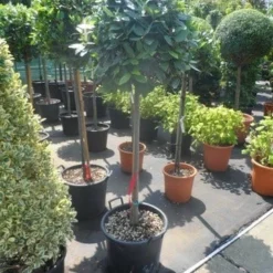Echte Laurier Als Boom (Laurus Nobilis) -Aanbiedingen Tuin Verrassing Winkel laurus nobilis 100stam c35 1