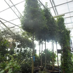 Echte Laurier Als Piramide (Laurus Nobilis) -Aanbiedingen Tuin Verrassing Winkel laurus nobilis 16 18 20ho c350 pyramide