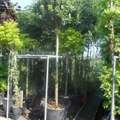 Echte Laurier Als Boom (Laurus Nobilis) -Aanbiedingen Tuin Verrassing Winkel laurus nobilis 16 18ho cont. bol