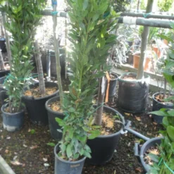 Echte Laurier Als Piramide (Laurus Nobilis) -Aanbiedingen Tuin Verrassing Winkel laurus nobilis 80 100 c5 1