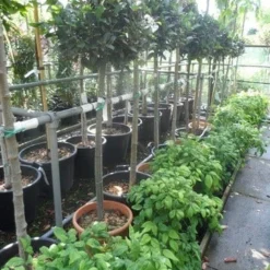 Echte Laurier Op Stam (Laurus Nobilis) -Aanbiedingen Tuin Verrassing Winkel laurus nobilis halfstam c20 25