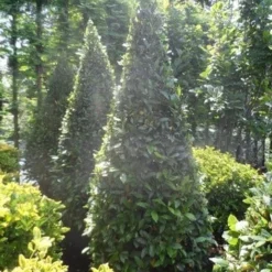 Echte Laurier Als Piramide (Laurus Nobilis) -Aanbiedingen Tuin Verrassing Winkel laurus nobilis kegel 175 200 1