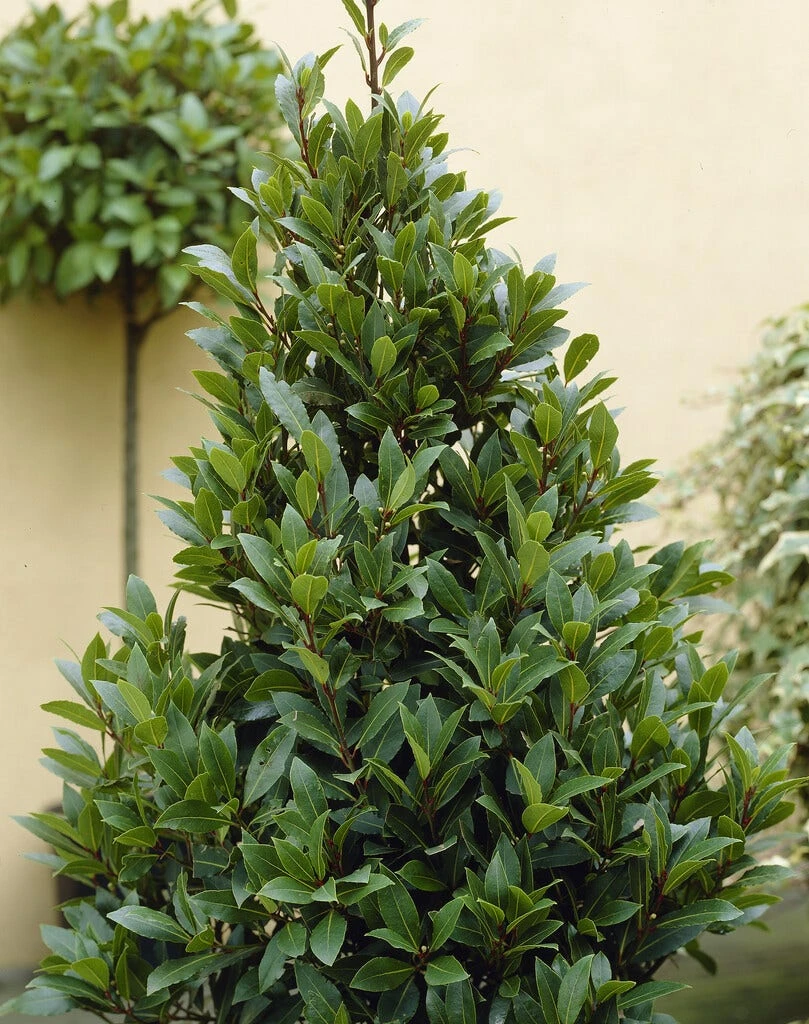 Echte Laurier (Laurus Nobilis) 1 Echte Laurier (Laurus Nobilis)