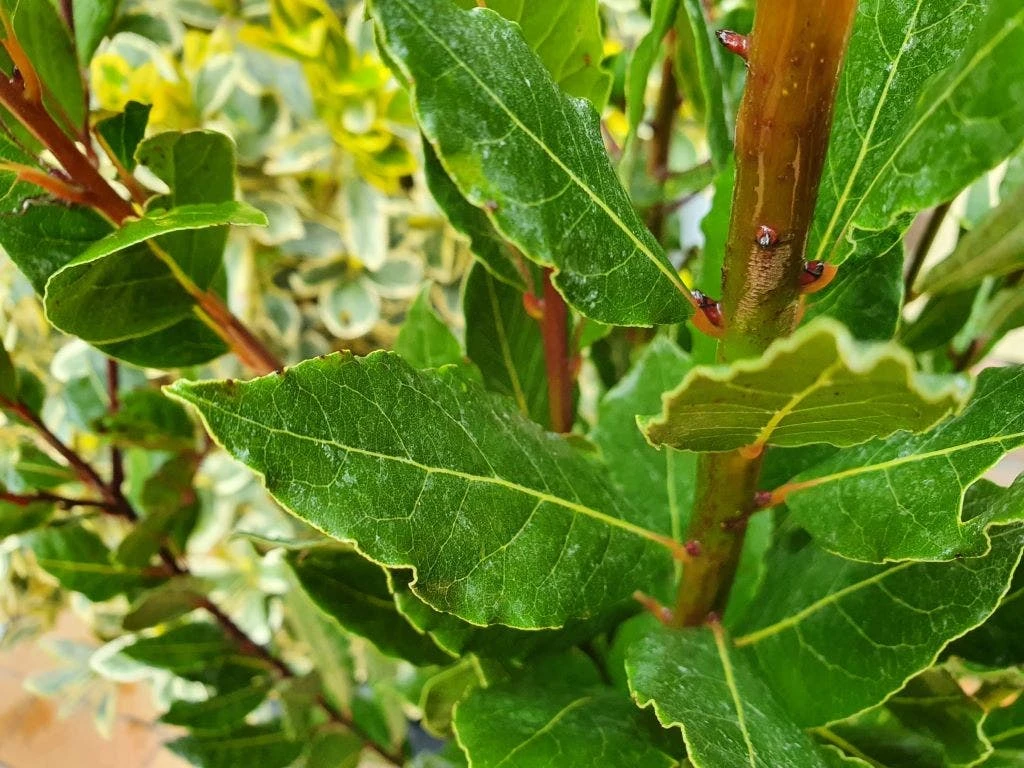 Echte Laurier (Laurus Nobilis) 2 Echte Laurier (Laurus Nobilis) - Afbeelding 2