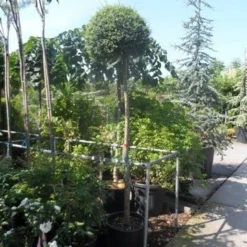 Bolliguster (Ligustrum Delavayanum) -Aanbiedingen Tuin Verrassing Winkel ligustrum delavayanum 12 14ho cont