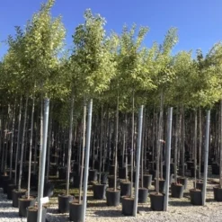 Liguster (Ligustrum 'Excelsum Superbum') -Aanbiedingen Tuin Verrassing Winkel ligustrum jap excelsum superbum 8 10 c18