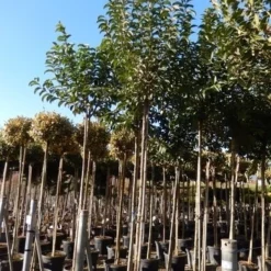 Liguster Als Boom (Ligustrum Japonicum) -Aanbiedingen Tuin Verrassing Winkel ligustrum japonicum 10 12