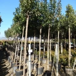 Liguster Als Boom (Ligustrum Japonicum) -Aanbiedingen Tuin Verrassing Winkel ligustrum japonicum 10 12 2