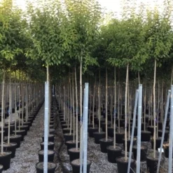 Liguster Als Boom (Ligustrum Japonicum) -Aanbiedingen Tuin Verrassing Winkel ligustrum japonicum 10 12 c30