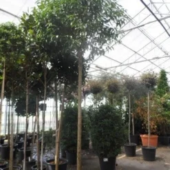 Liguster Als Boom (Ligustrum Japonicum) -Aanbiedingen Tuin Verrassing Winkel ligustrum japonicum 16 18 20ho c70