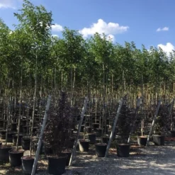 Liguster Als Boom (Ligustrum Japonicum) -Aanbiedingen Tuin Verrassing Winkel ligustrum japonicum 8 10